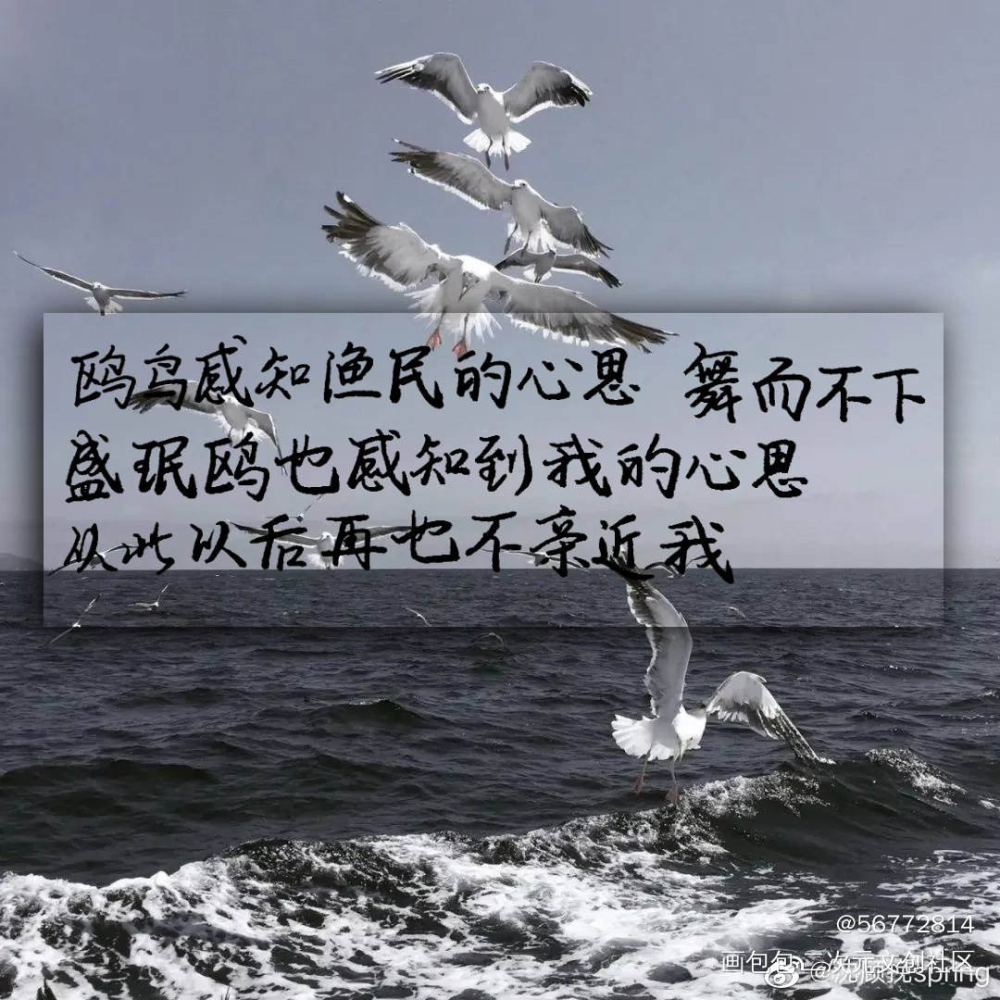 飞鸥不下