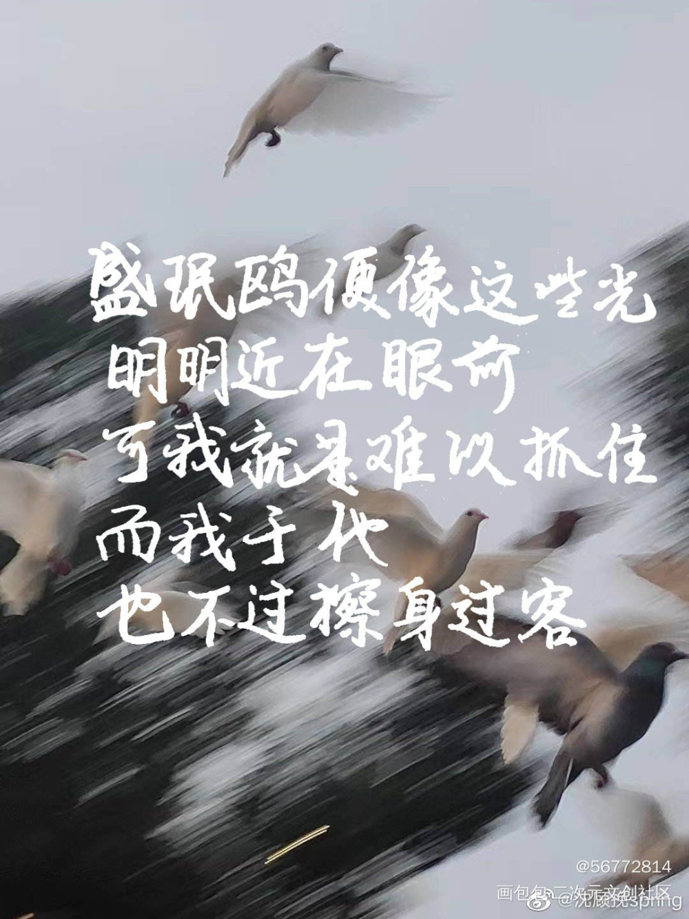飞鸥不下