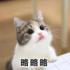 柒月橘Miao.