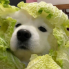 怿.