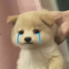 啤啤啤