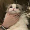 黎纪棠