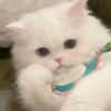 猫猫教万岁