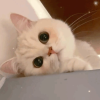 猫猫教万岁Q