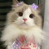 杏落