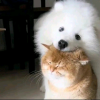 熊猫五四要早