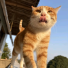 陈一啾