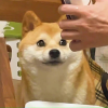 茶饼