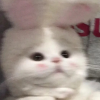 拔掉秋葵