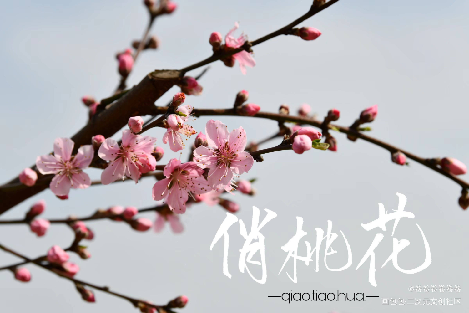 花_无我要上首推字体设计手写手写绘画作品