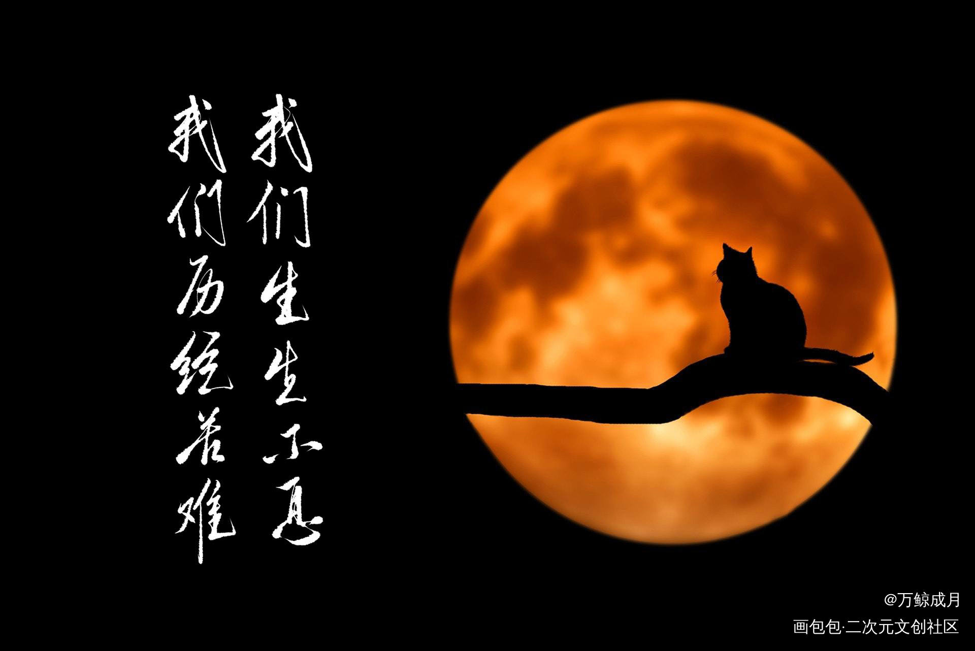 猫咪的玫瑰_猫咪的玫瑰一十四洲见字如晤绘画作品