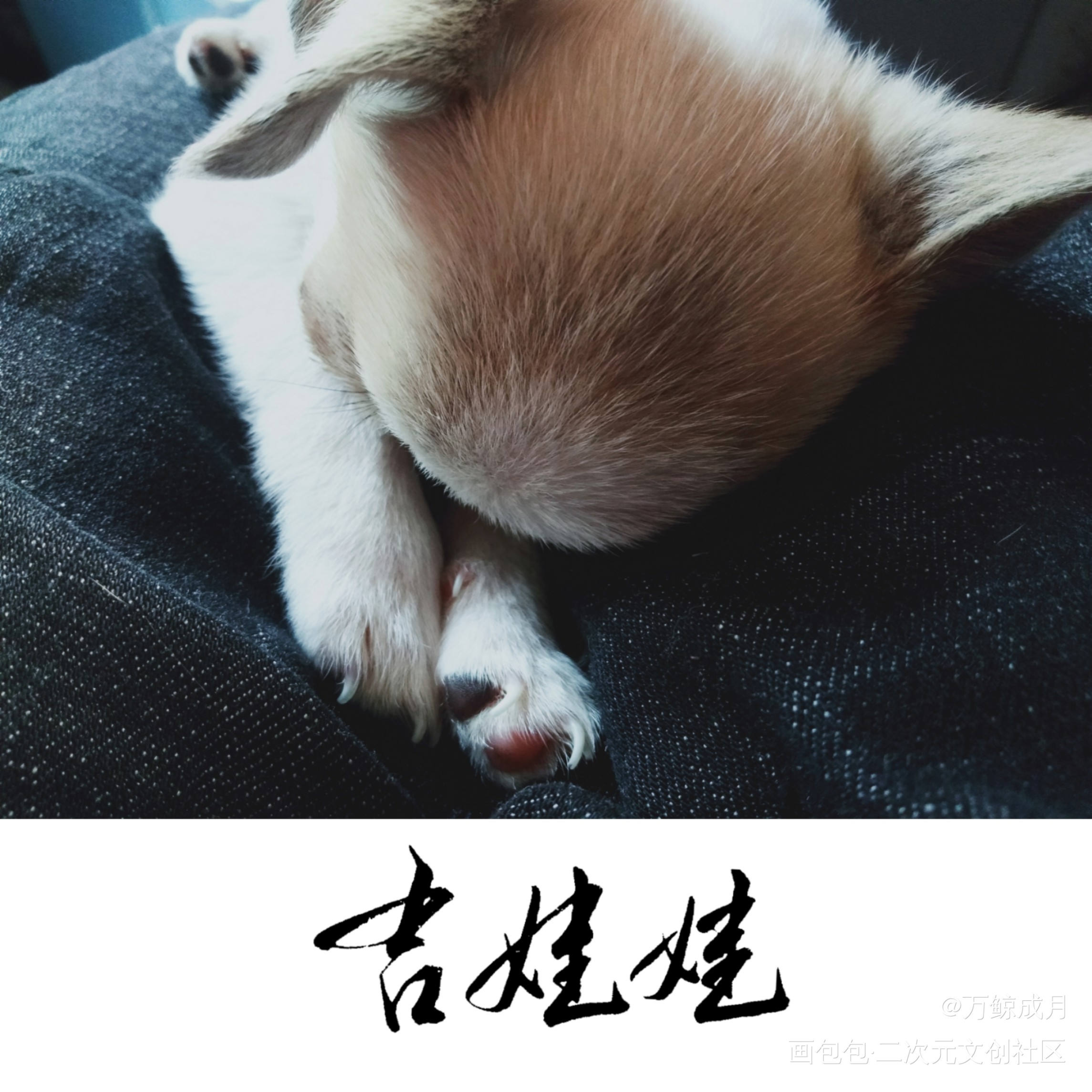 吉娃娃_手写绘画作品
