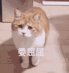 欺负橘猫猫_188男团丁小伟周谨行绘画作品