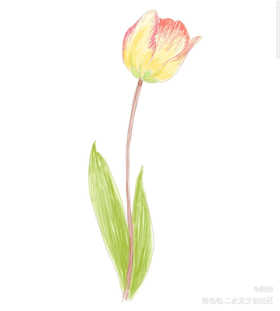 郁金香_日系插画原创原创绘画作品