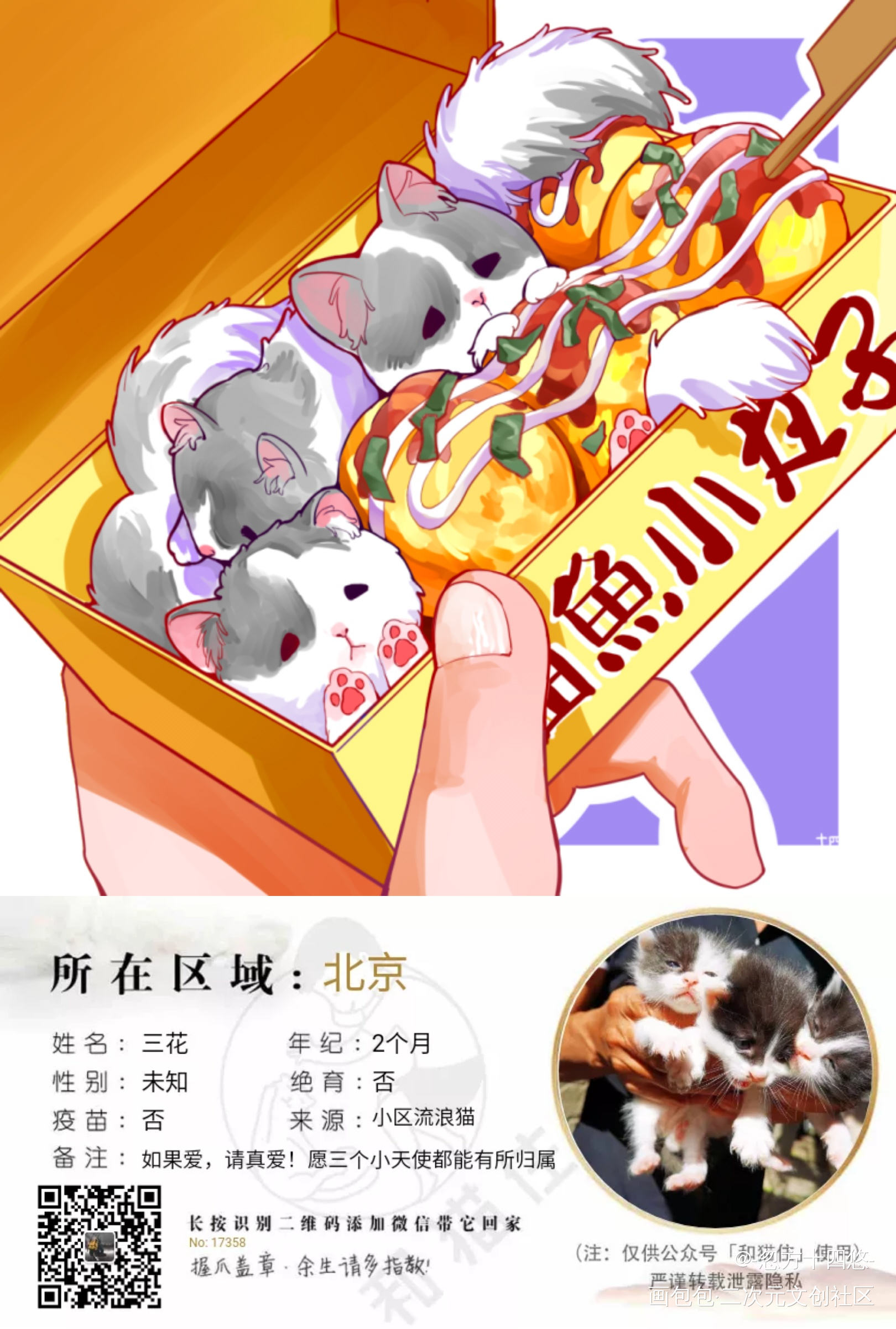 你的小丸子长猫了！_平涂关爱流浪动物领养代替购买猫原创绘画作品