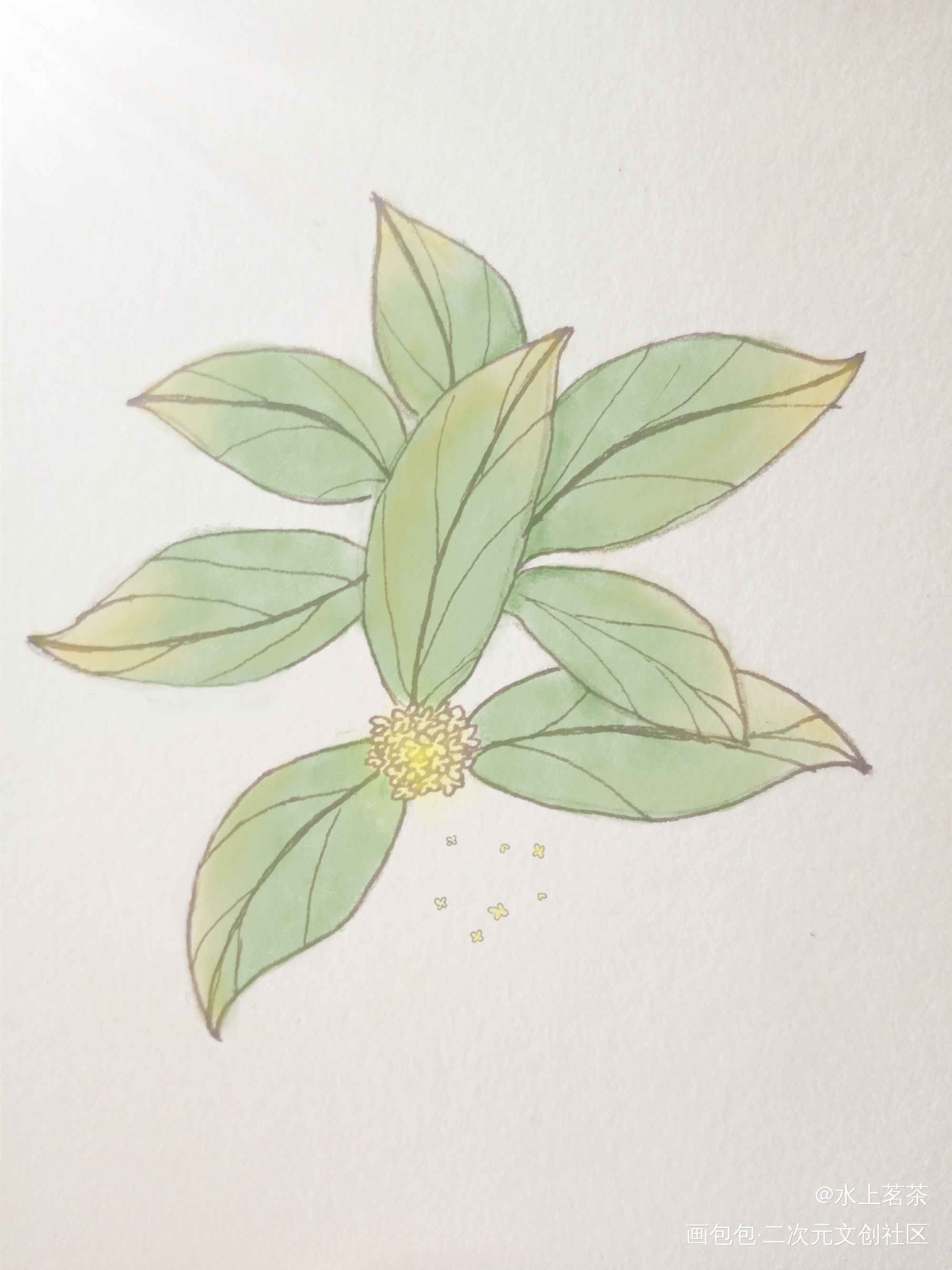 之前的桂花_手绘平涂绘画作品