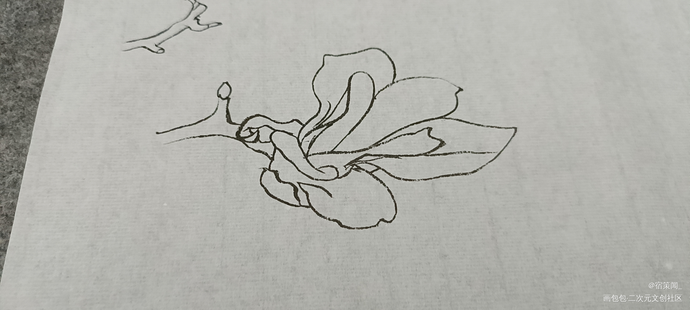 玉兰_工笔手绘绘画作品