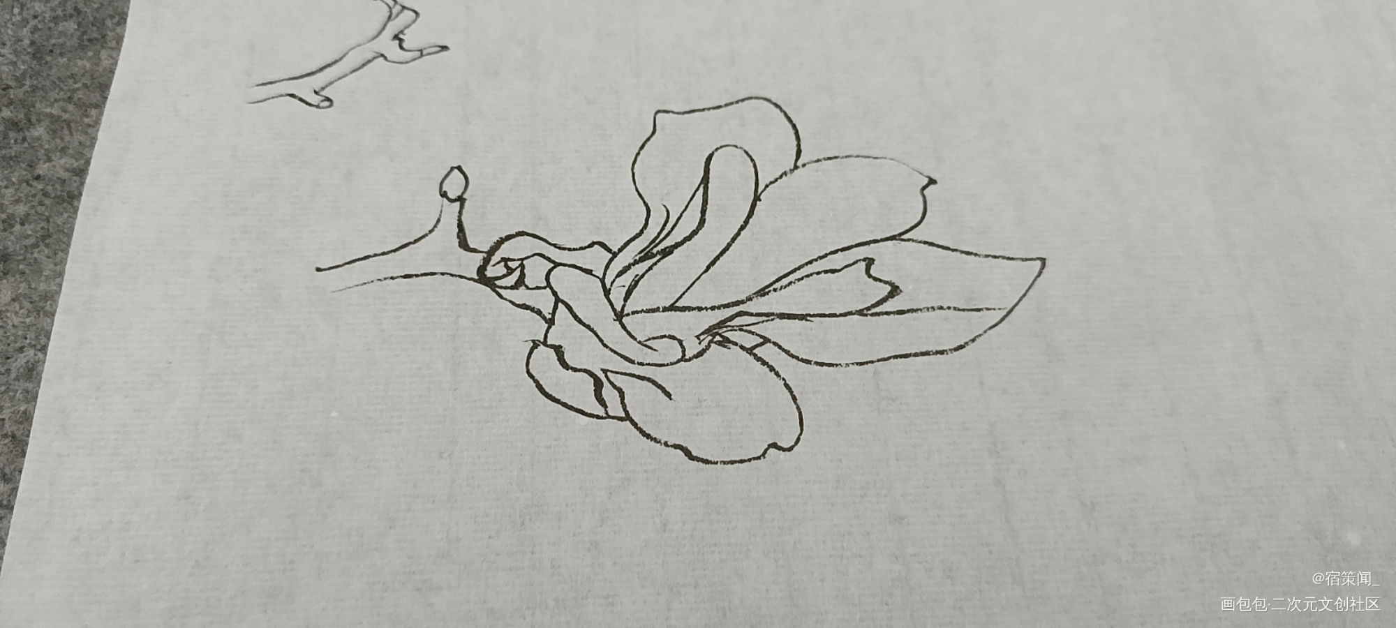 玉兰_工笔手绘绘画作品