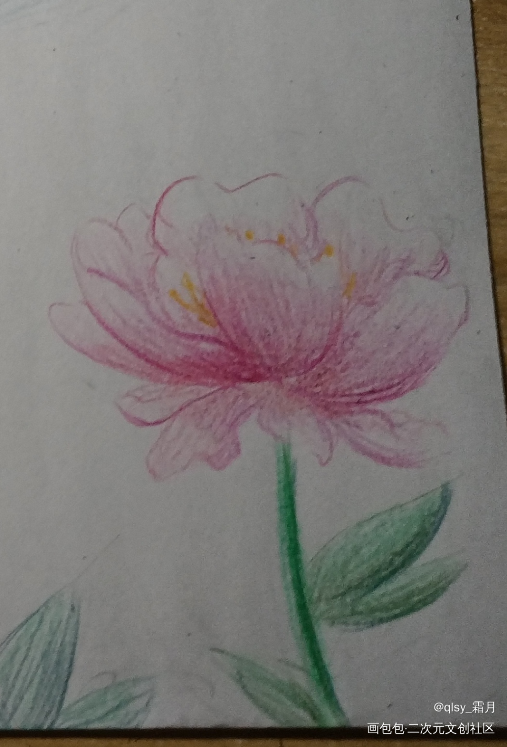 芍药_手绘平涂绘画作品