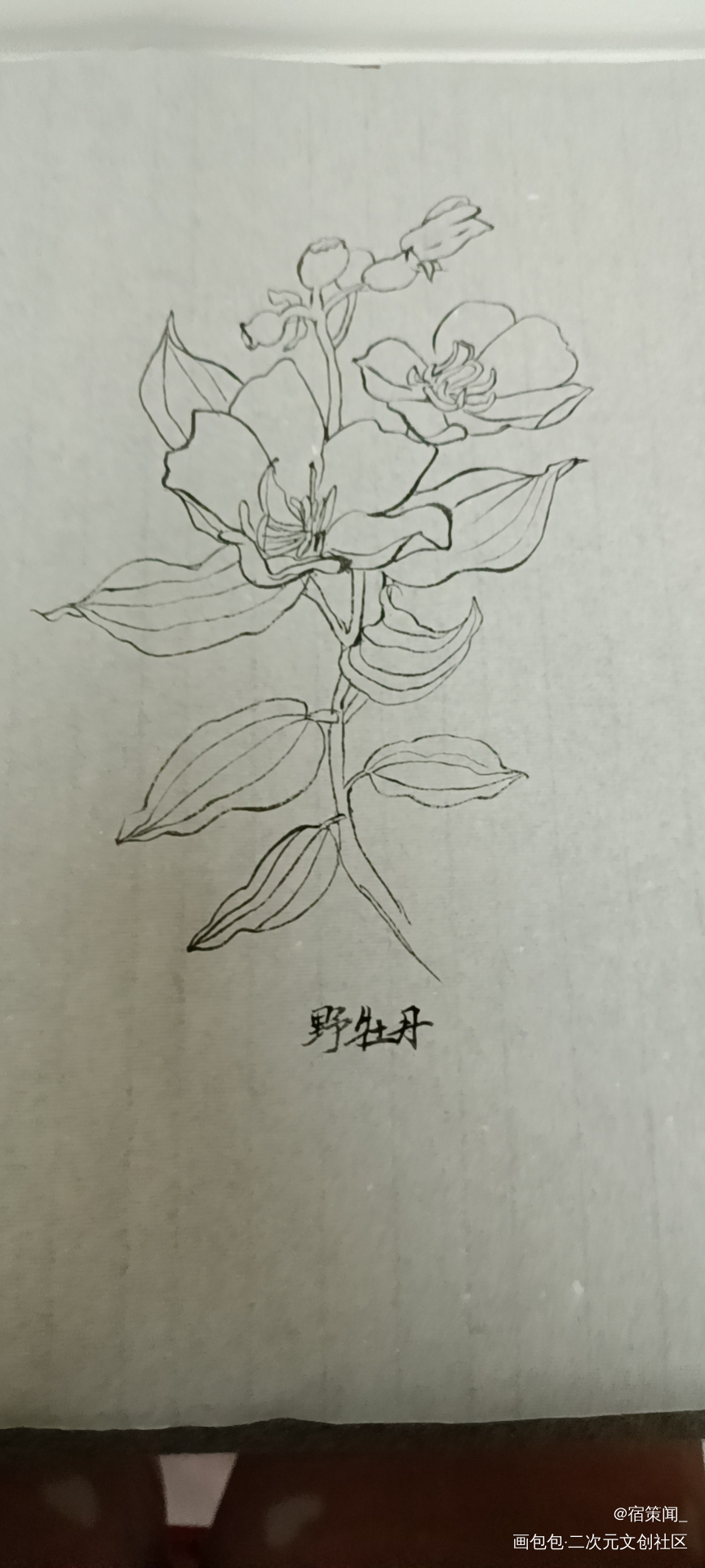 野牡丹_国画工笔手绘绘画作品