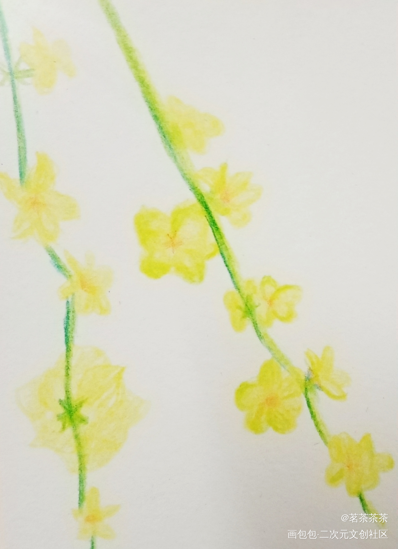迎春花_手绘绘画作品