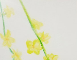 迎春花_绘画作品