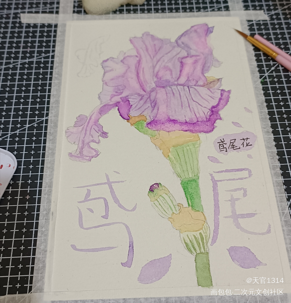 鸢尾花_水彩绘画作品