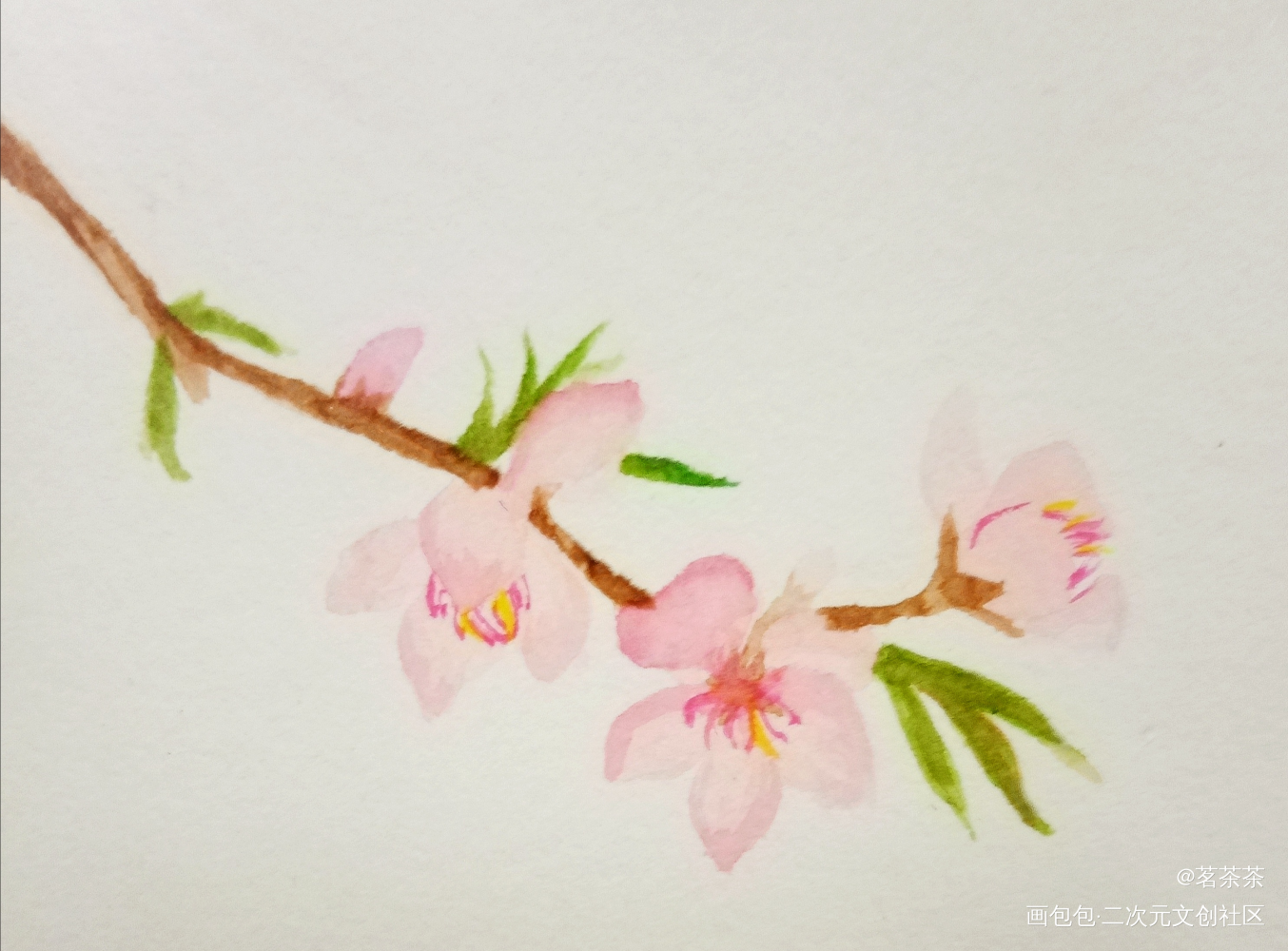 桃花_水彩绘画作品