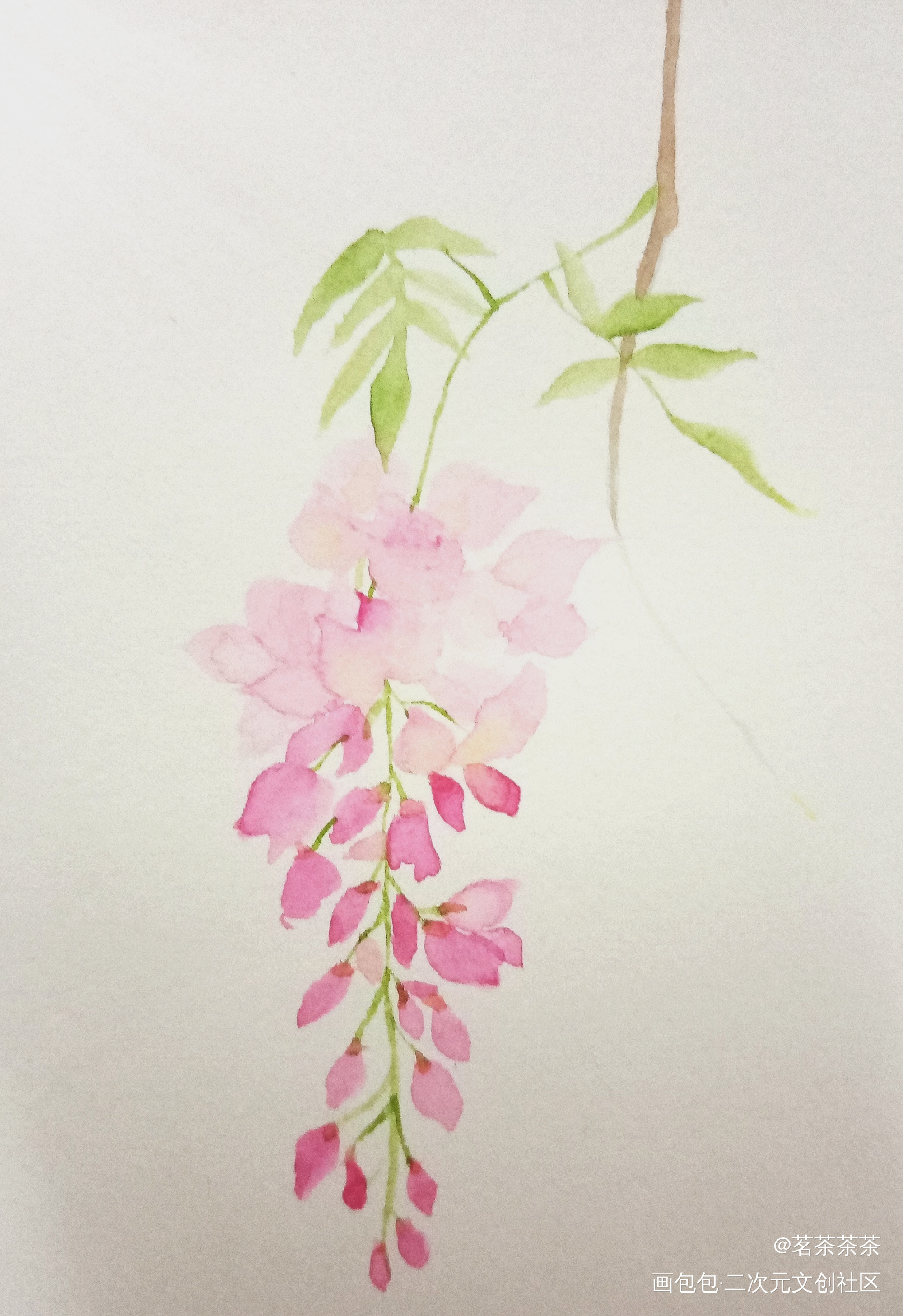 紫藤萝_水彩绘画作品