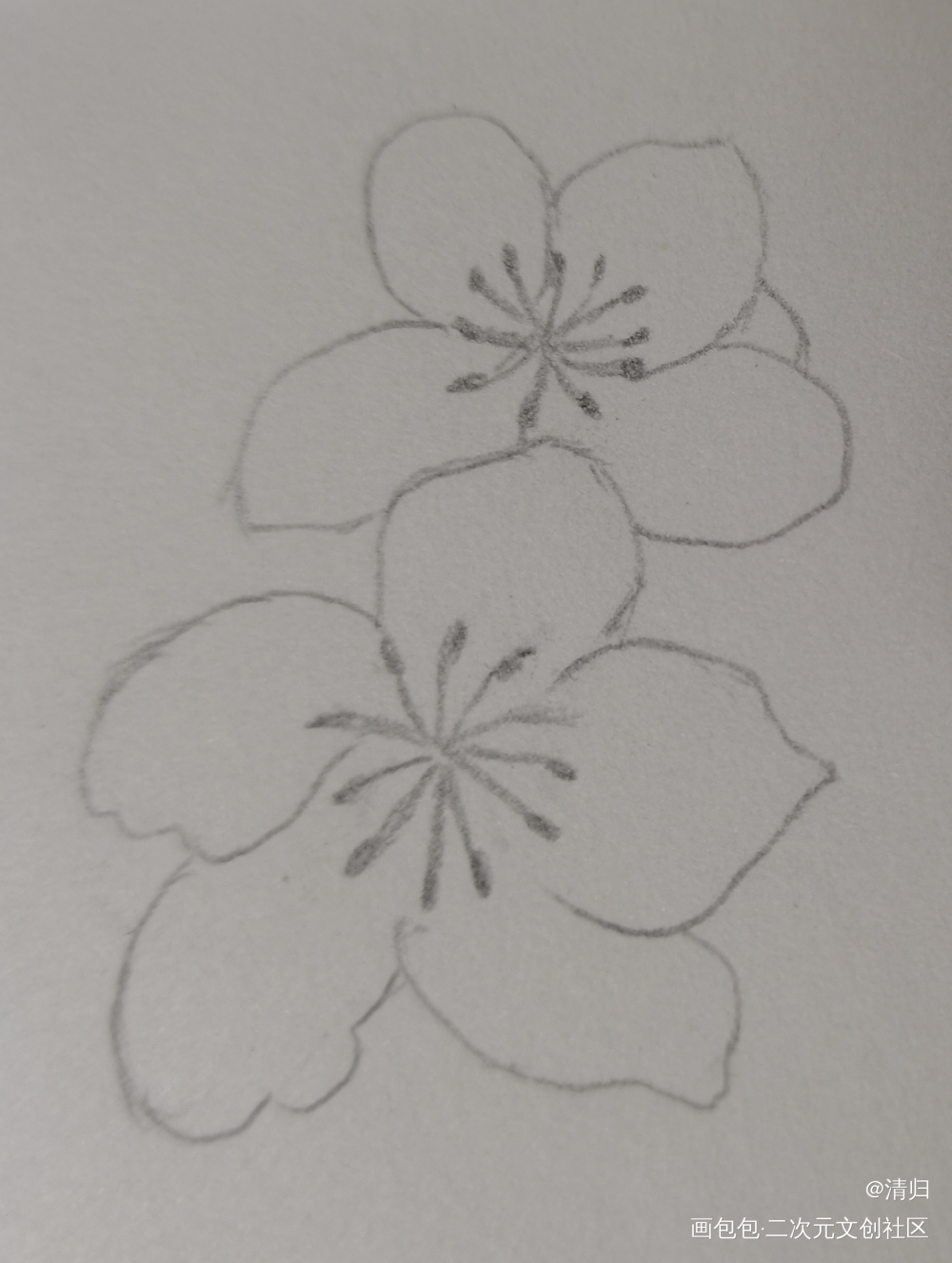 Day2 杏花_手绘绘画作品