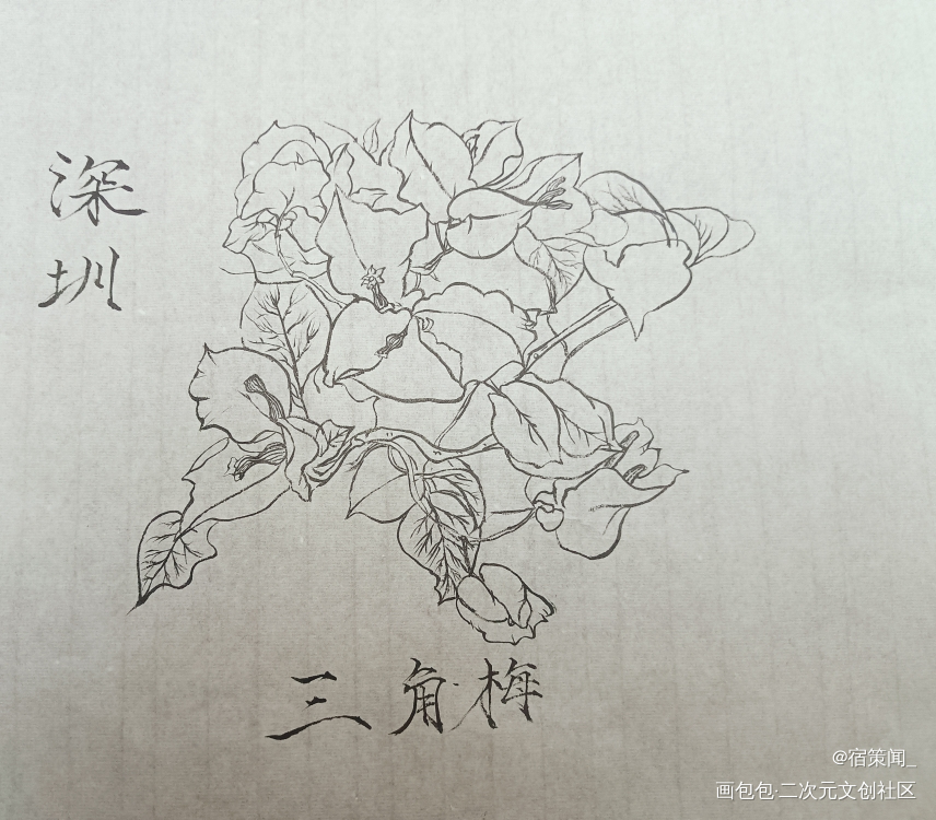 深圳市花_手绘绘画作品