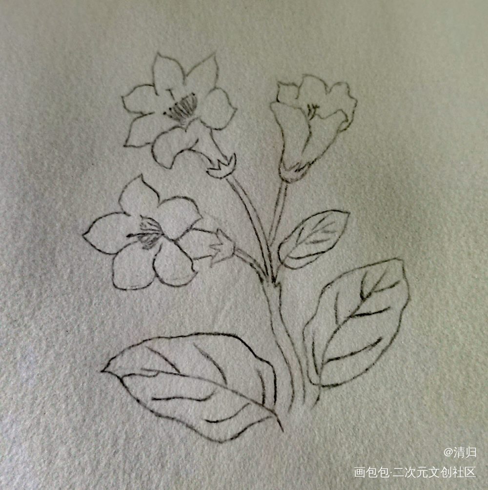 Day3 杜鹃_手绘绘画作品