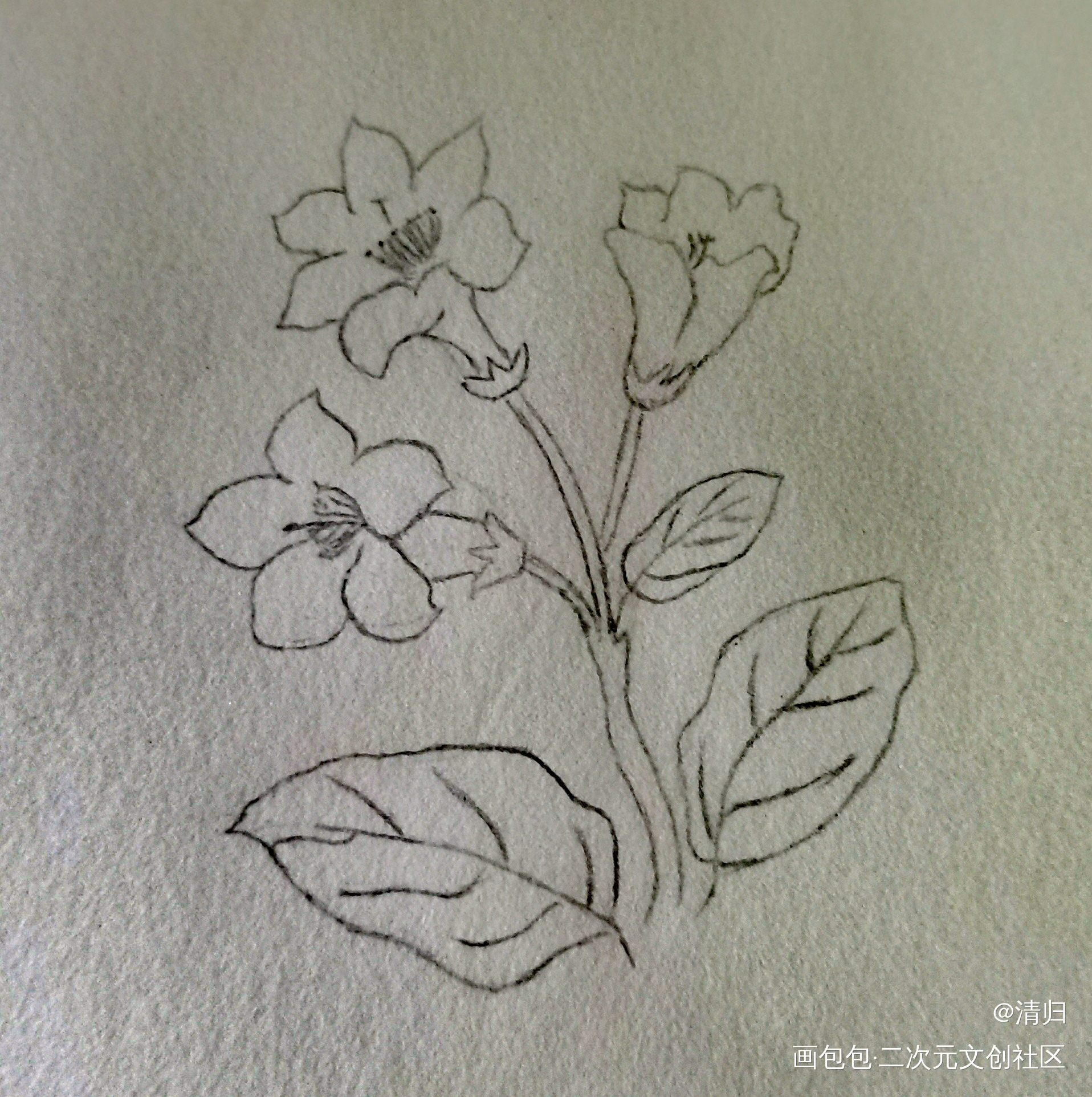 Day3 杜鹃_手绘绘画作品