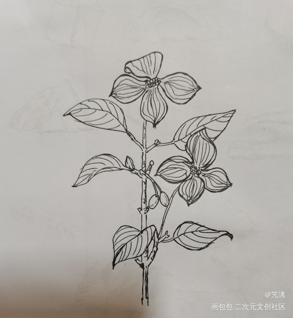 四照花_手绘临摹绘画作品