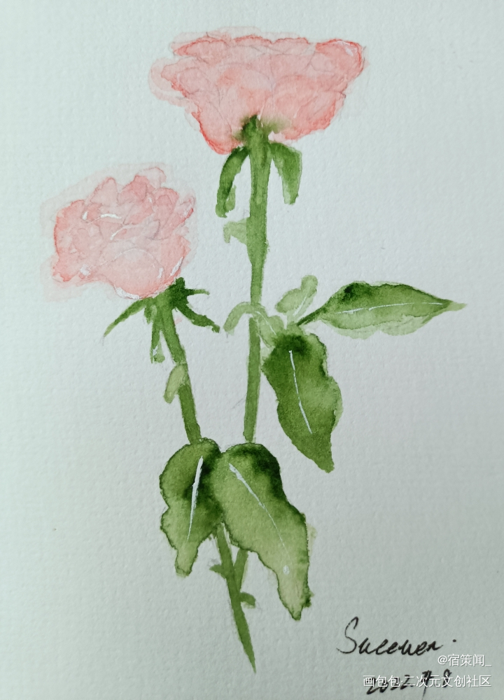 玫瑰_水彩绘画作品