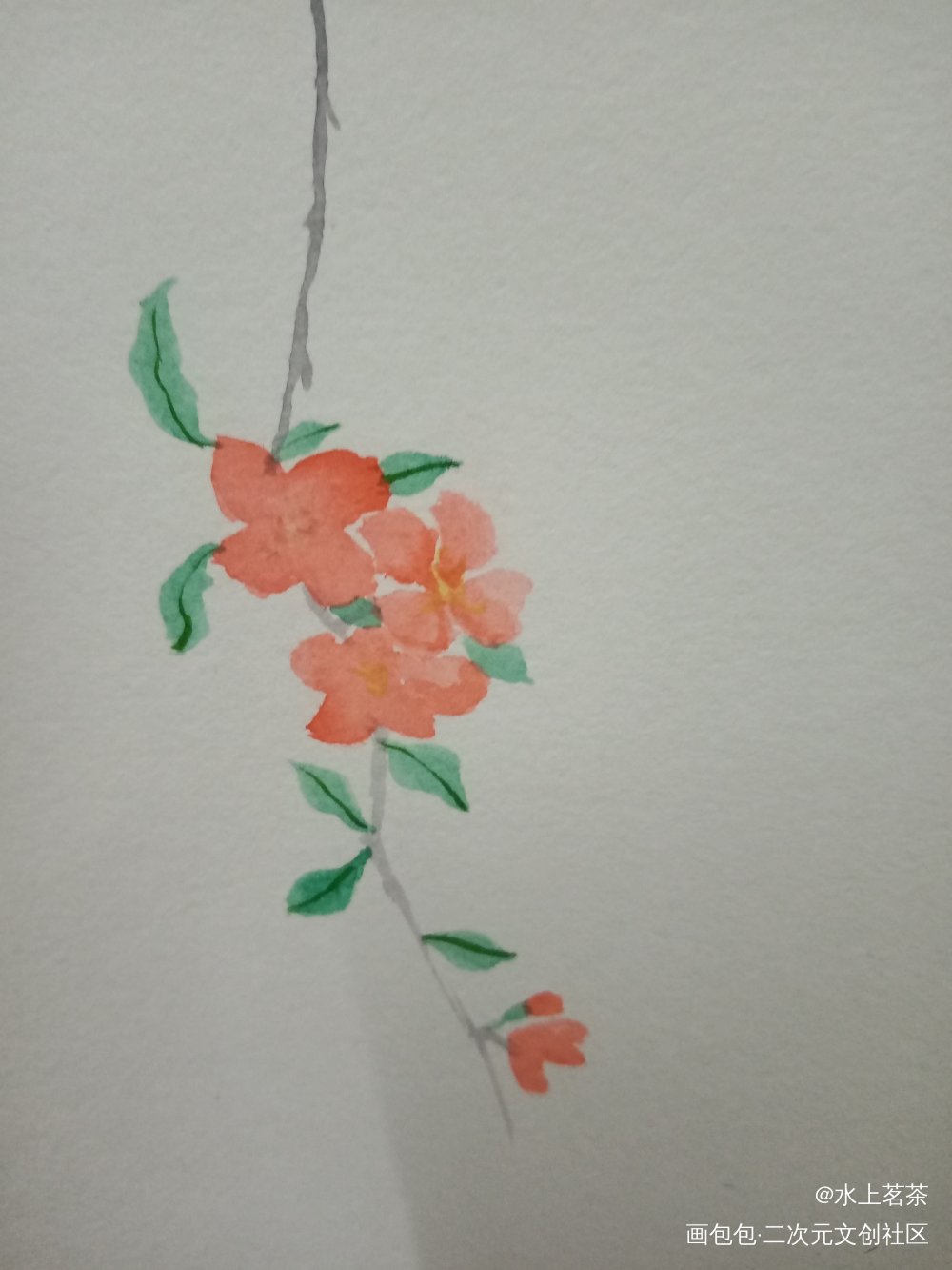 打卡，海棠_手绘水彩绘画作品