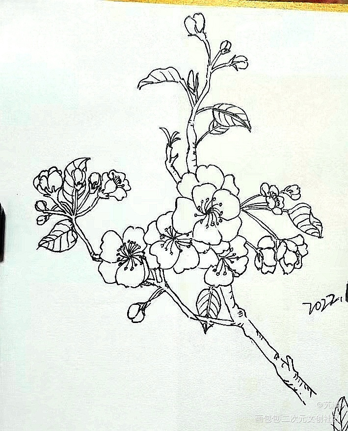 梨花。_手绘临摹绘画作品