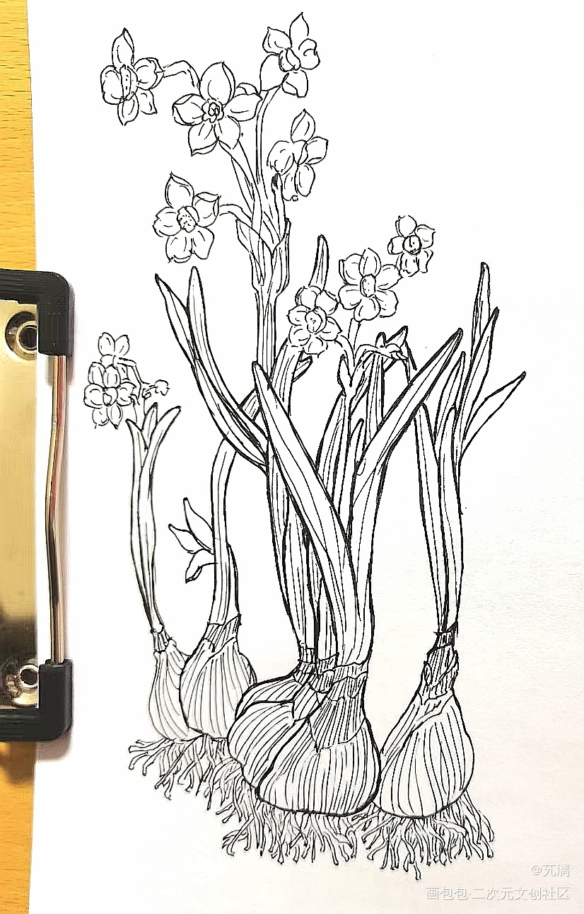 水仙花_手绘临摹绘画作品