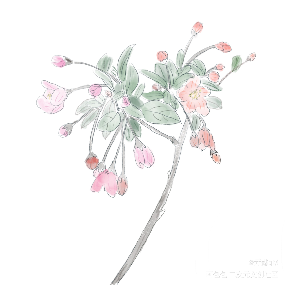 day5垂丝海棠_板绘绘画作品