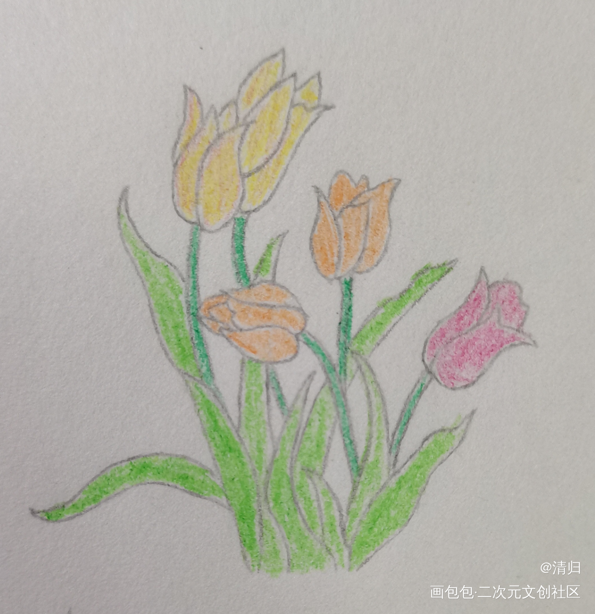 Day6 郁金香_彩铅手绘绘画作品