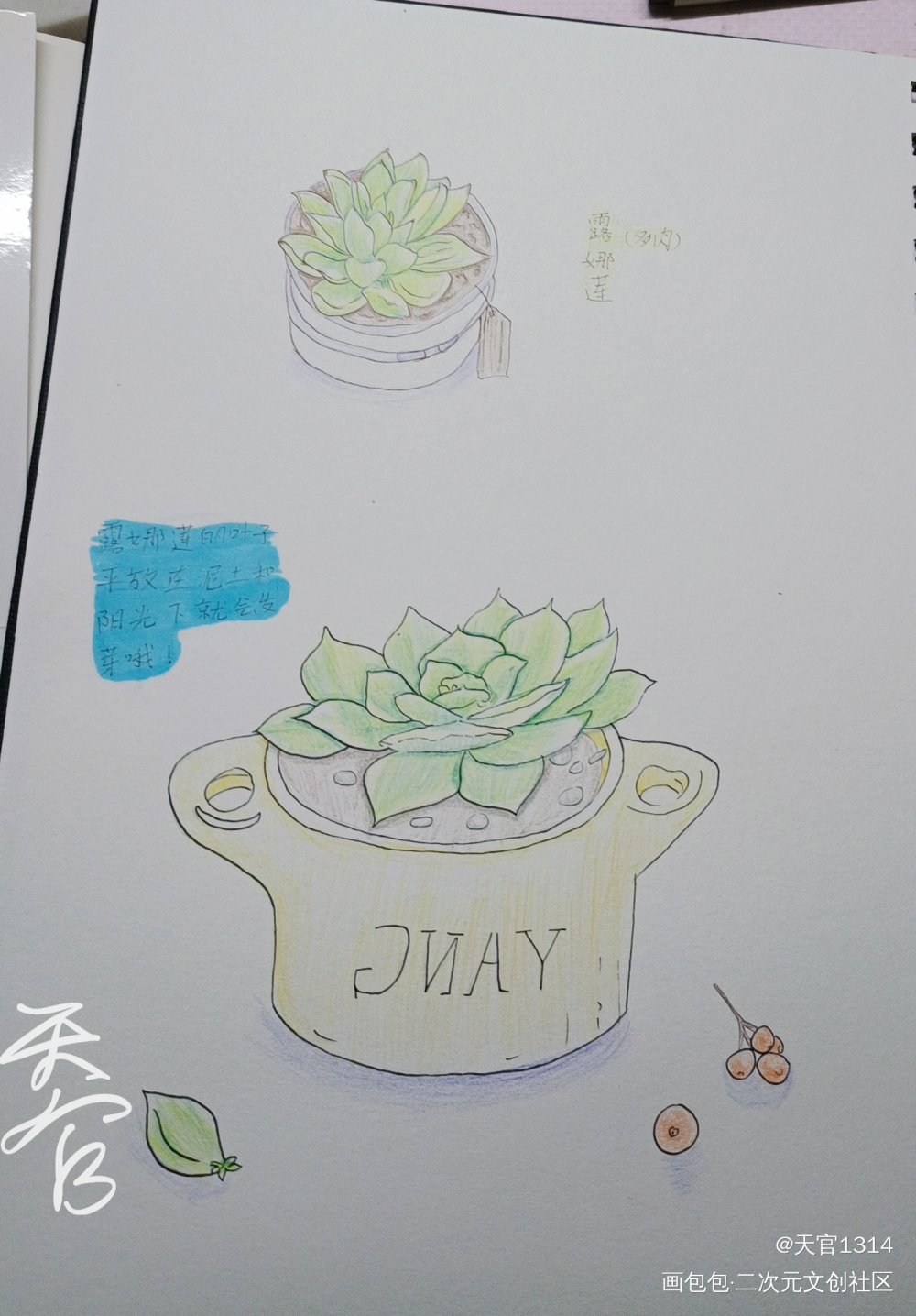 两盆多肉_彩铅绘画作品