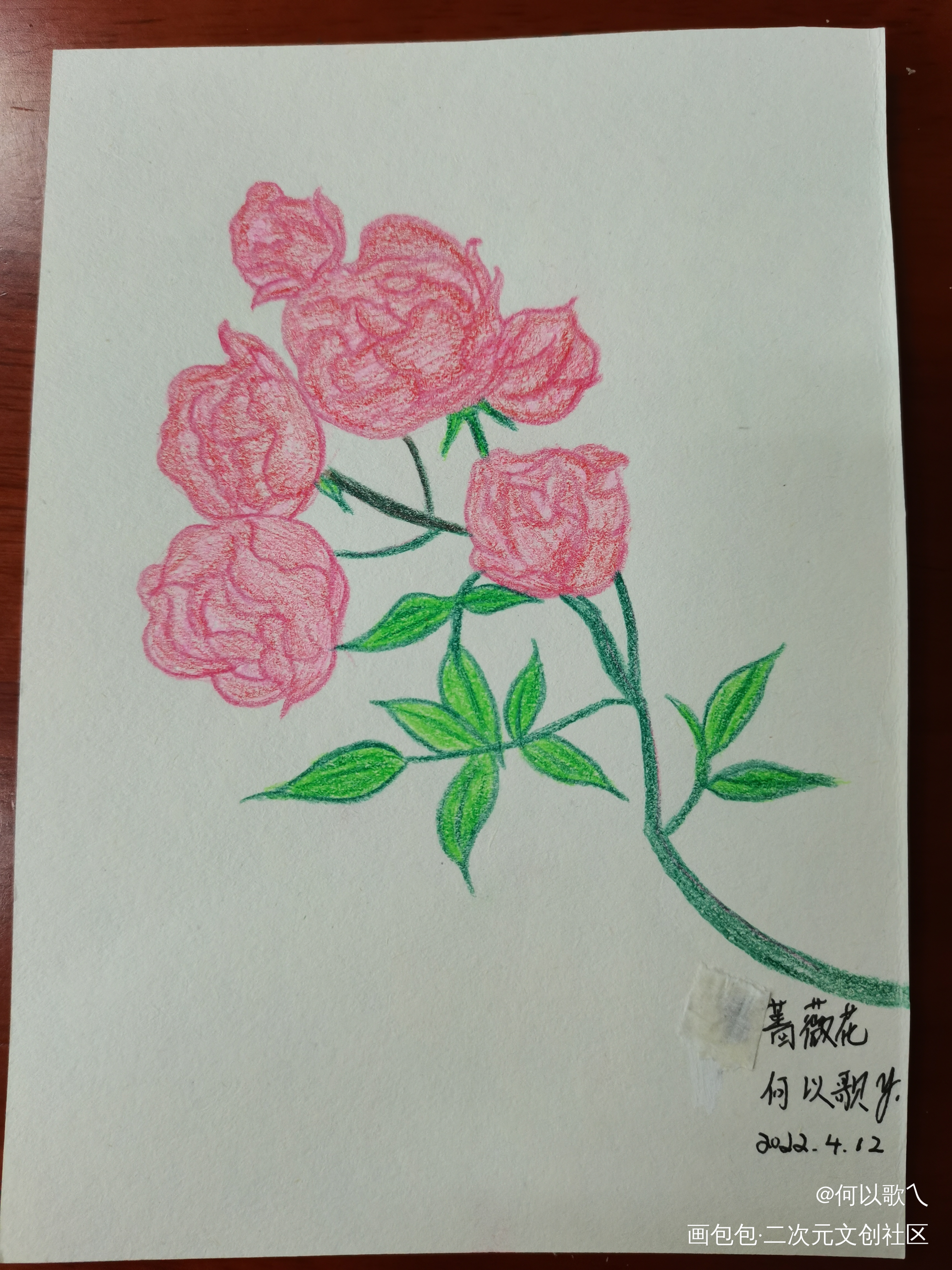 【Day 5】蔷薇花_手绘绘画作品