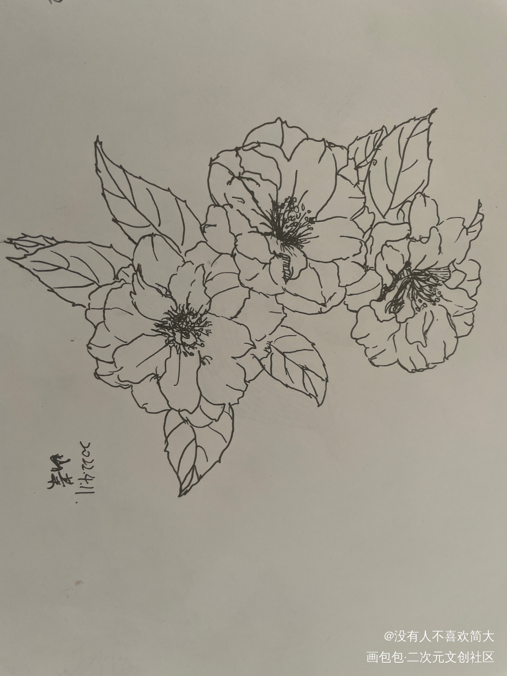 山茶_手绘绘画作品