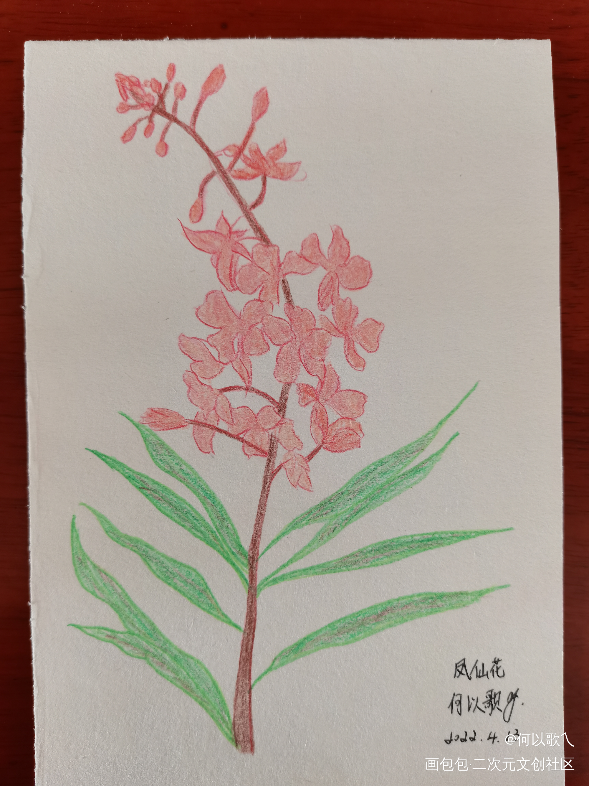 【Day 6】手绘凤仙花_手绘绘画作品