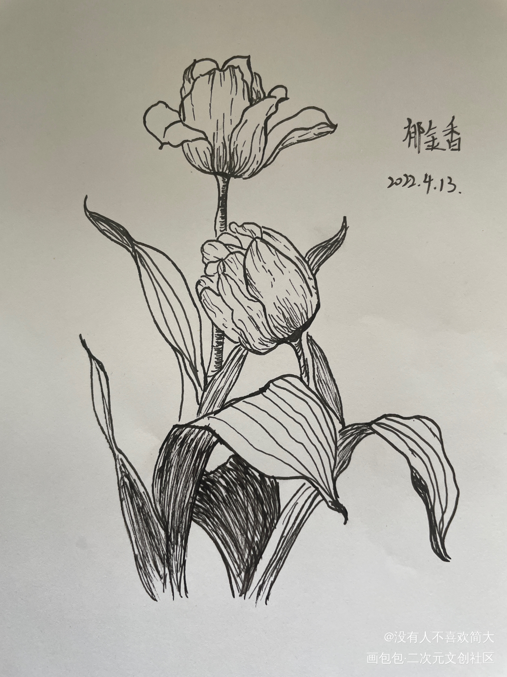 郁金香?_手绘绘画作品