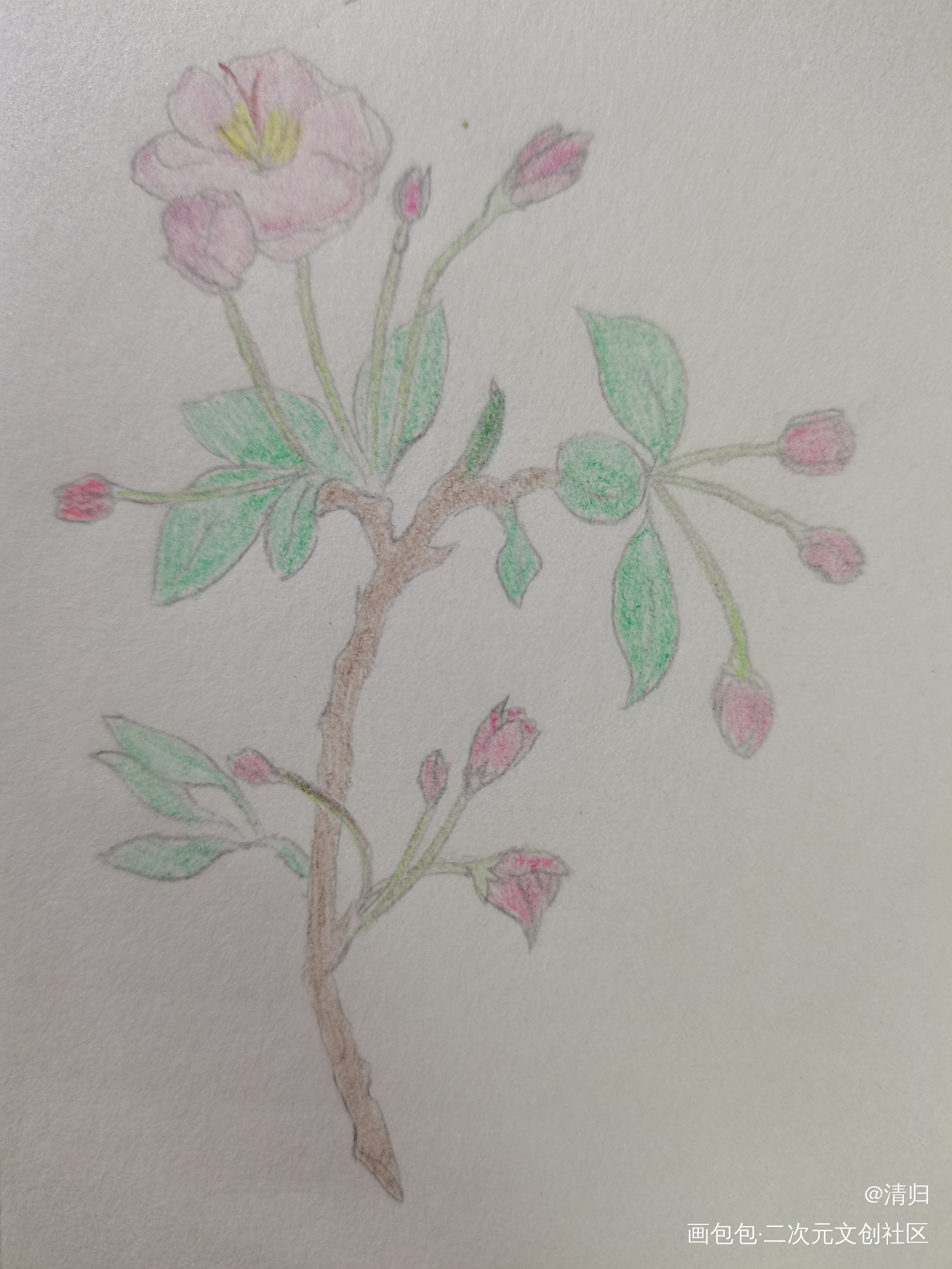 Day7 海棠_彩铅手绘绘画作品