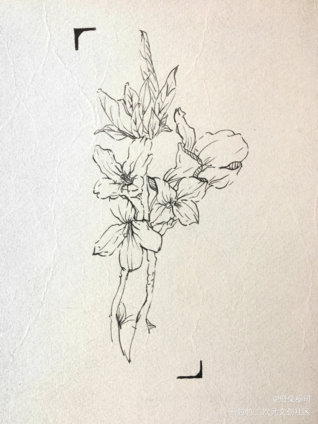 连翘花_手绘临摹绘画作品