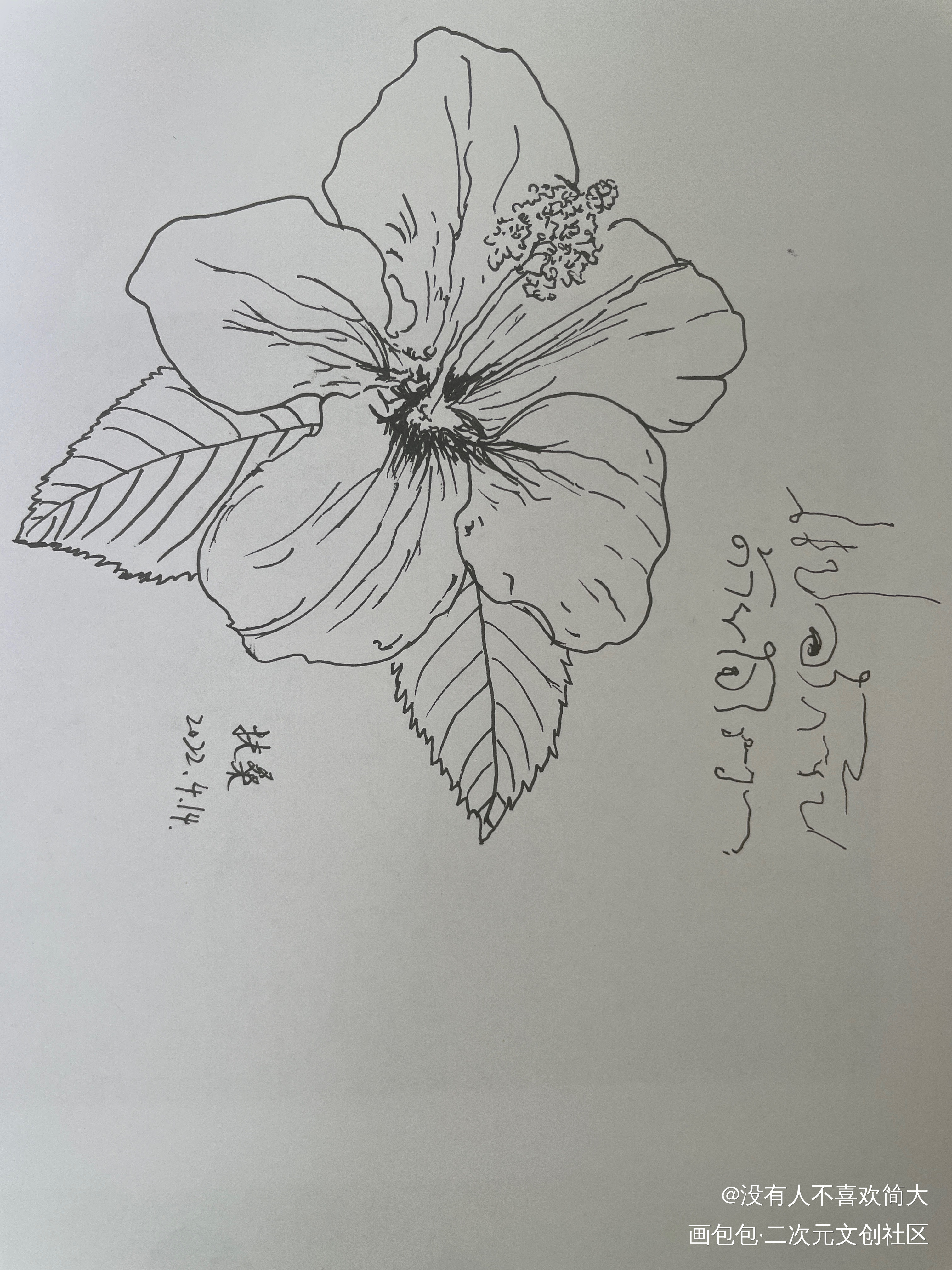 扶桑花_手绘绘画作品