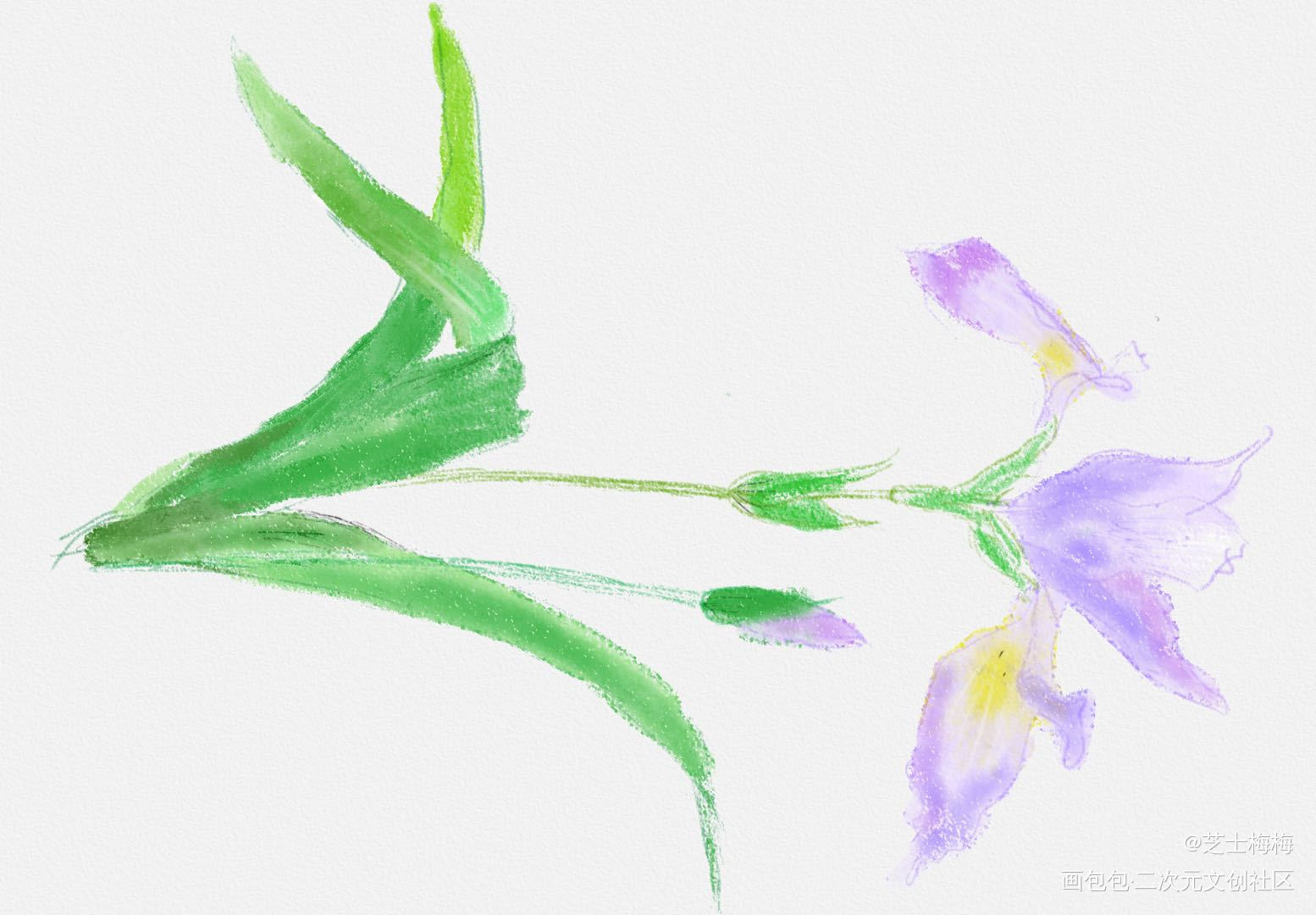鸢尾花_水彩绘画作品