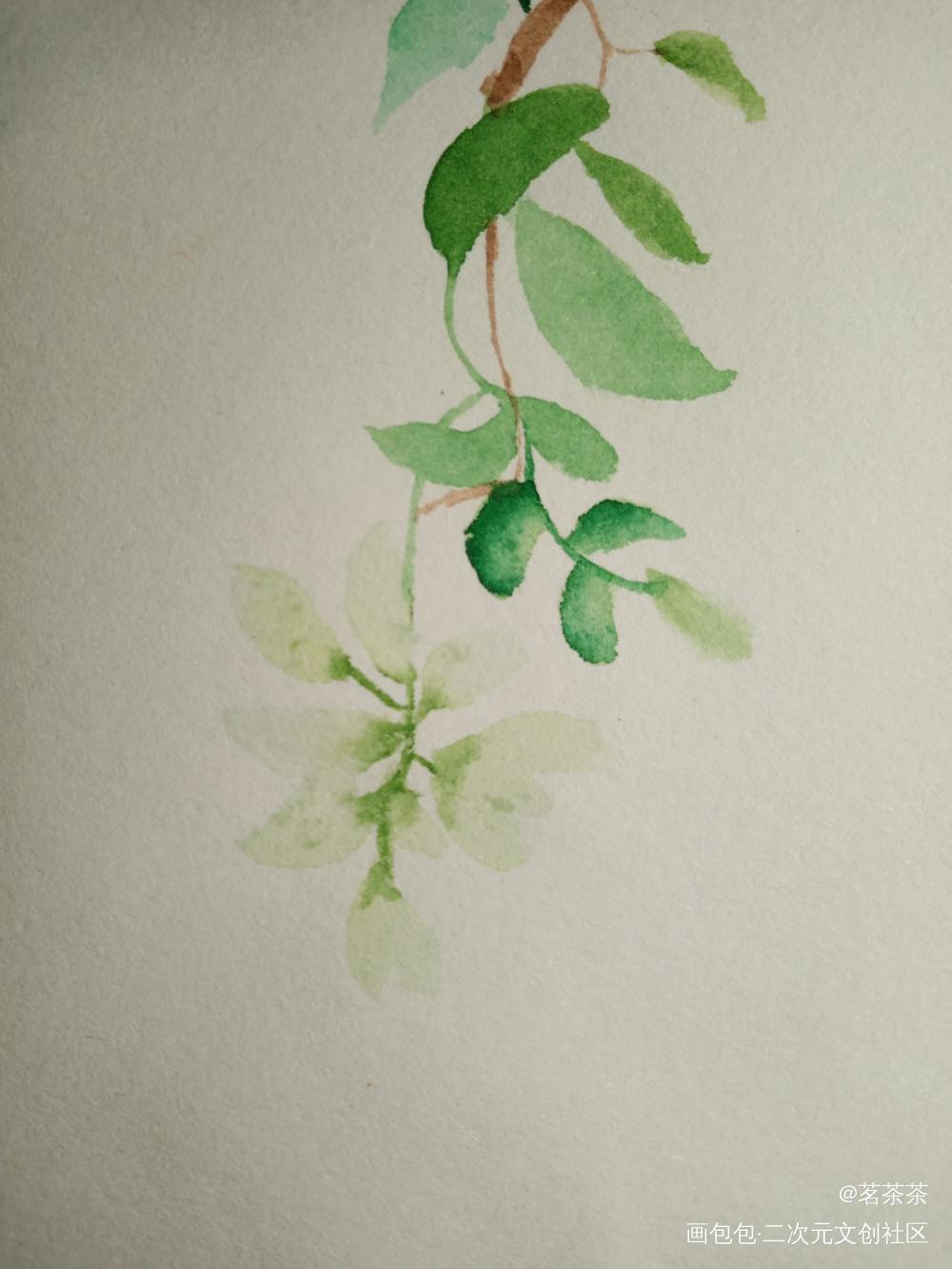 春槐_手绘水彩绘画作品